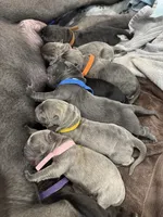 JR, a male Cane Corso for sale in Dallas, TX – 8 of 10