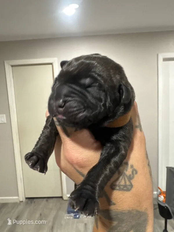 JR – Cane Corso puppy for sale in Dallas, TX
