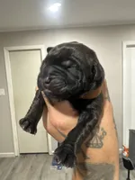 JR, a male Cane Corso for sale in Dallas, TX – 1 of 10