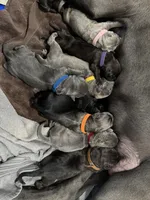JR, a male Cane Corso for sale in Dallas, TX – 9 of 10