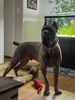 JR, a male Cane Corso for sale in Dallas, TX – 10 of 10