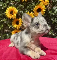 Kadee, a female French Bulldog for sale in Raleigh, NC – 4 of 6