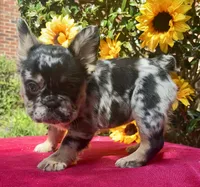 Susie Q, a female French Bulldog for sale in Raleigh, NC – 2 of 7