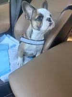 Charlotte , a female French Bulldog for sale in Raleigh, NC – 2 of 6