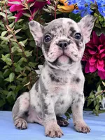 Kobe, a male French Bulldog for sale in Raleigh, NC – 7 of 8