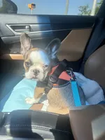 Charlotte , a female French Bulldog for sale in Raleigh, NC – 3 of 6