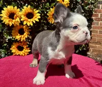 Riot , a male French Bulldog for sale in Raleigh, NC – 3 of 4