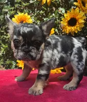 Susie Q, a female French Bulldog for sale in Raleigh, NC – 5 of 7