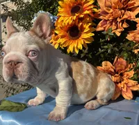 Quagmire , a male French Bulldog for sale in Raleigh, NC – 2 of 5