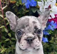 Kobe, a male French Bulldog for sale in Raleigh, NC – 3 of 8