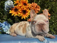 Quagmire , a male French Bulldog for sale in Raleigh, NC – 3 of 5