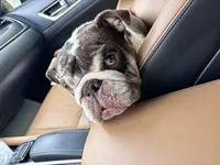 Doatey , a female English Bulldog for sale in Raleigh, NC – Photo 2 of 2