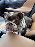 Doatey , a female English Bulldog for sale in Raleigh, NC – Photo 1 of 2