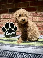 Dark Apricot Girl , a female Poodle - Miniature  for sale in Raleigh, NC – 4 of 7