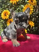 Susie Q, a female French Bulldog for sale in Raleigh, NC – 6 of 7