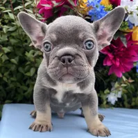 Bumble, a male French Bulldog for sale in Raleigh, NC – 1 of 1