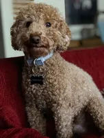 Dark Apricot Girl , a female Poodle - Miniature  for sale in Raleigh, NC – 6 of 7