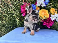 Onyx , a male French Bulldog for sale in Raleigh, NC – 7 of 8