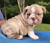 Tank , a male English Bulldog for sale in Raleigh, NC – 2 of 3