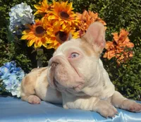 Quagmire , a male French Bulldog for sale in Raleigh, NC – 4 of 5