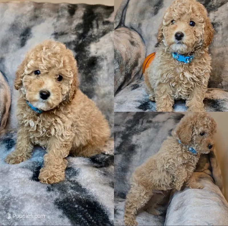 Light Apricot Boy  – Poodle - Miniature  puppy for sale in Raleigh, NC