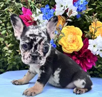 Onyx , a male French Bulldog for sale in Raleigh, NC – 2 of 8