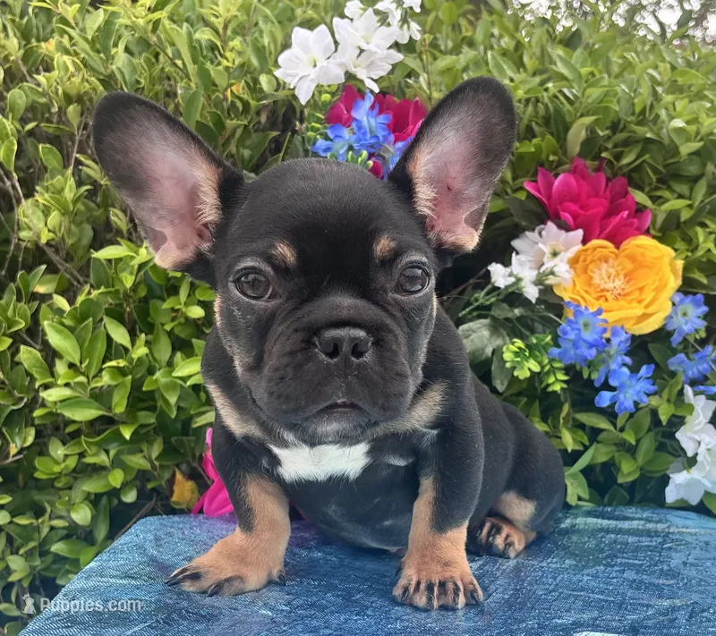 Bruno the Boy  – French Bulldog puppy for sale in Raleigh, NC
