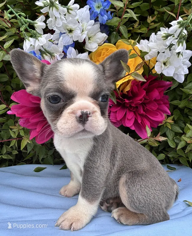 Sweetheart  – French Bulldog puppy for sale in Raleigh, NC