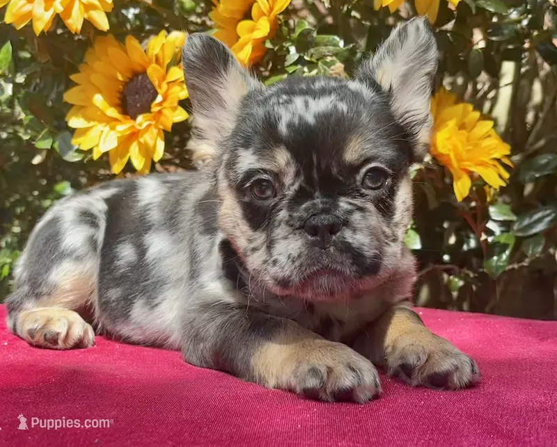 Susie Q – French Bulldog puppy for sale in Raleigh, NC
