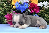 Sweetheart , a female French Bulldog for sale in Raleigh, NC – 4 of 5