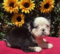 LuLu , a female French Bulldog for sale in Raleigh, NC – 2 of 2