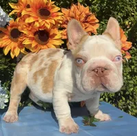 Quagmire , a male French Bulldog for sale in Raleigh, NC – 5 of 5