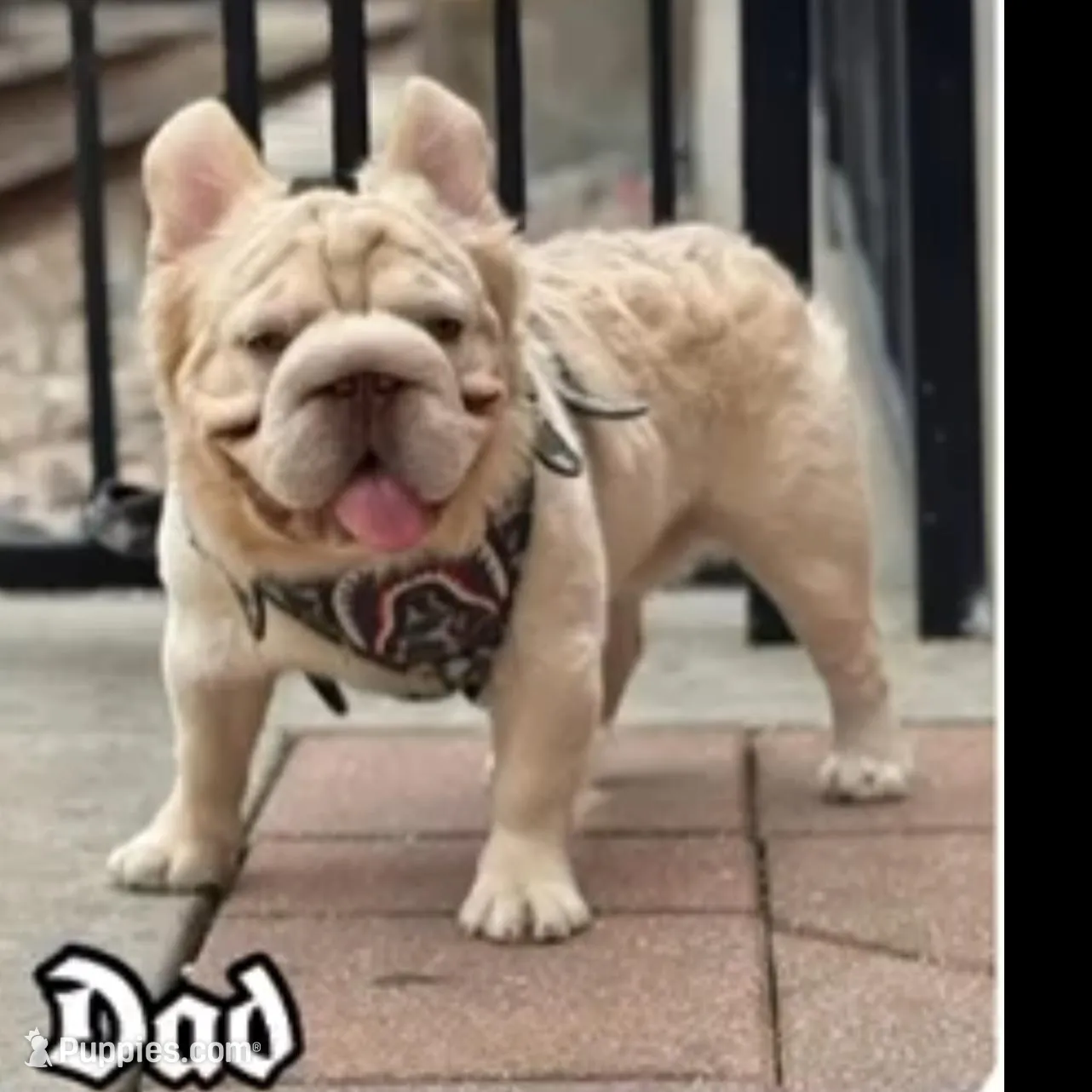 Bunny , a female French Bulldog for sale in Raleigh, NC – Photo 3 of 3