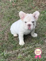 Bunny , a female French Bulldog for sale in Raleigh, NC – Photo 1 of 3