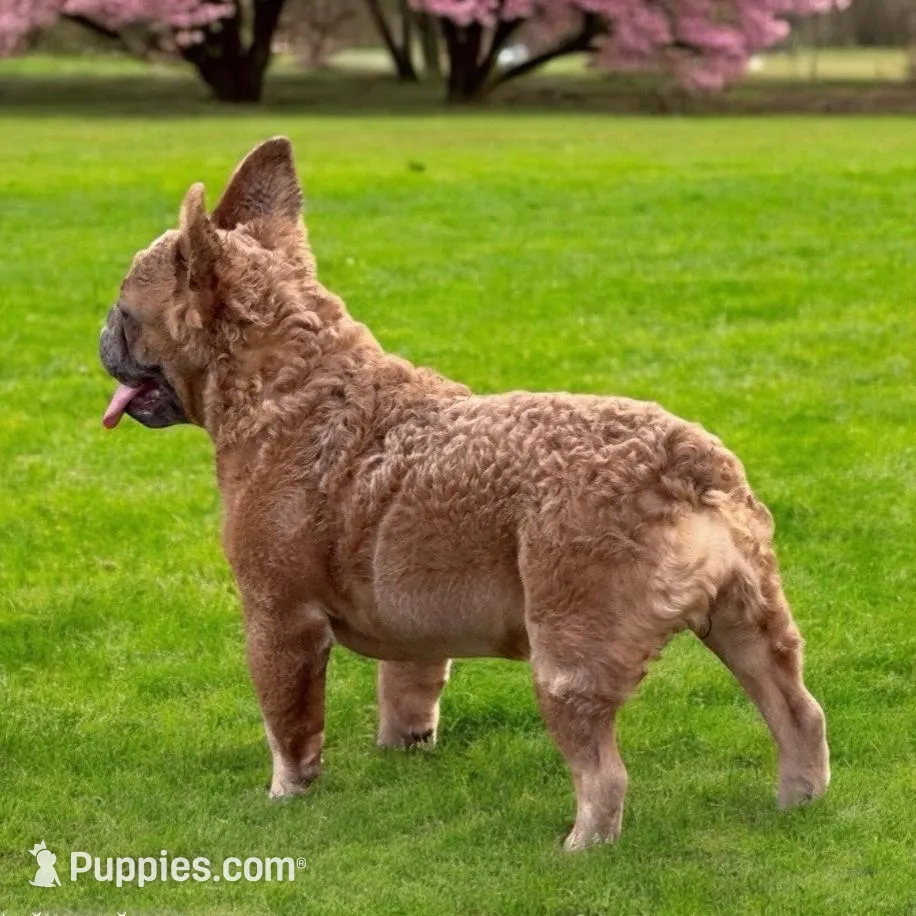 Bunny , a female French Bulldog for sale in Raleigh, NC – Photo 2 of 3