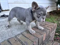 Nugget, a male French Bulldog for sale in Raleigh, NC – Photo 2 of 3