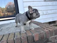 Nugget, a male French Bulldog for sale in Raleigh, NC – Photo 3 of 3