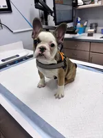 Charlotte , a female French Bulldog for sale in Raleigh, NC – 4 of 6