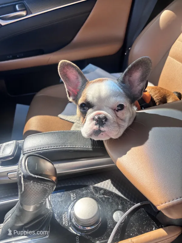 Charlotte  – French Bulldog puppy for sale in Raleigh, NC