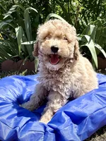 Light Apricot Boy , a male Poodle - Miniature  for sale in Raleigh, NC – 4 of 9