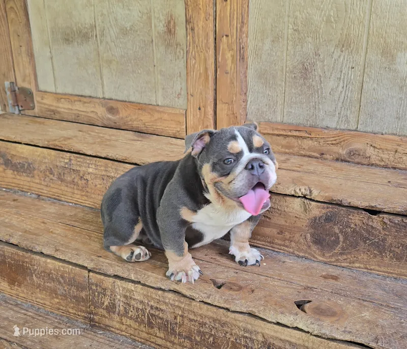May-Zee – English Bulldog puppy for sale in Raleigh, NC