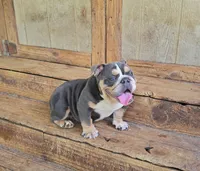 May-Zee, a female English Bulldog for sale in Raleigh, NC – 1 of 2