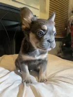 Feather Bear, a male French Bulldog for sale in Raleigh, NC – Photo 3 of 6