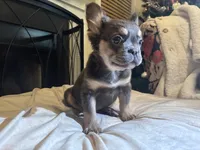 Feather Bear, a male French Bulldog for sale in Raleigh, NC – Photo 5 of 6