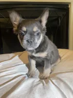 Feather Bear, a male French Bulldog for sale in Raleigh, NC – Photo 2 of 6