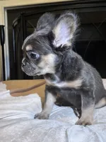 Feather Bear, a male French Bulldog for sale in Raleigh, NC – Photo 6 of 6