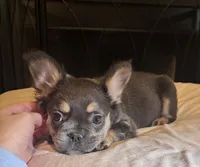 Feather Bear, a male French Bulldog for sale in Raleigh, NC – Photo 1 of 6