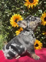 Susie Q, a female French Bulldog for sale in Raleigh, NC – 7 of 7