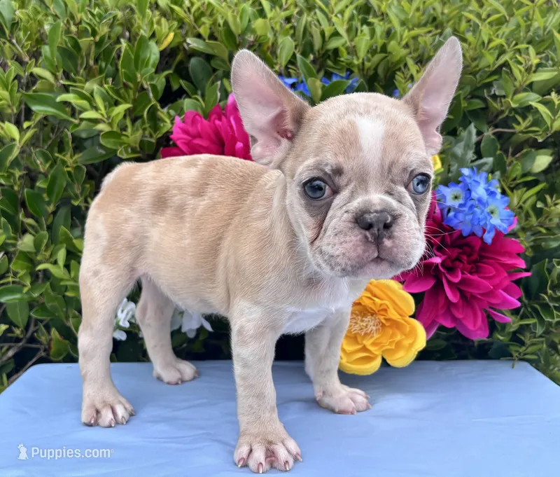 Honey Boo Boo  – French Bulldog puppy for sale in Raleigh, NC