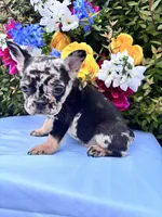 Onyx , a male French Bulldog for sale in Raleigh, NC – 6 of 8